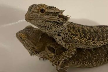 Bearded dragons kaufen und verkaufen Photo: Zwei Bartagame abzugeben 