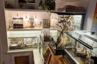 Vogelspinnen kaufen und verkaufen Foto: Verkaufe einige Vogelspinnen