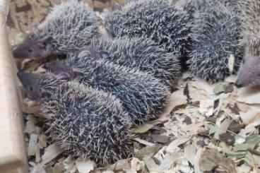 Exotic mammals kaufen und verkaufen Photo: 8 Igeltanrek (Echinops telfairi) abzugeben 