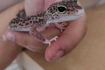 Geckos kaufen und verkaufen Foto: Leopardengeckos aus 2019 zu verkaufen 