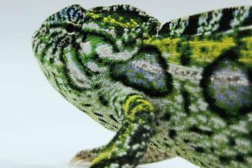 Chamäleons kaufen und verkaufen Foto: 0.1 Furcifer lateralis (cb/22)