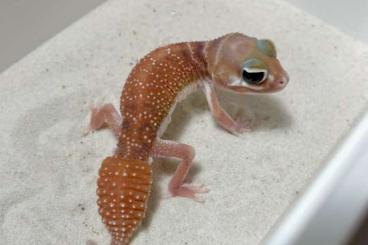 Geckos kaufen und verkaufen Foto: Nephrurus levis levis (orange/yellow, dark red, red and red hypo)