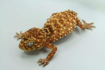 Geckos kaufen und verkaufen Foto: Nephrurus amyae breeding group and levis levis