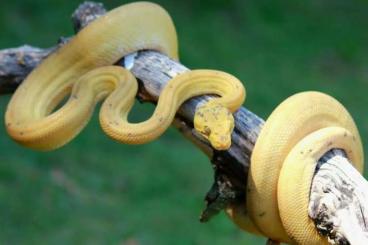 Boas kaufen und verkaufen Photo: 1.1 Corallus hortolanus proven