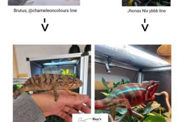 Chamaeleons kaufen und verkaufen Photo: Furcifer pardalis Ambilobe ybbb