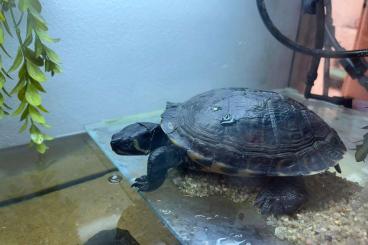Schildkröten  kaufen und verkaufen Foto: Gelbwangen-Schmuckschildkröte
