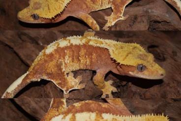 Geckos kaufen und verkaufen Foto: -X.X.X C.ciliatus superdal, LW , Hq and more..
