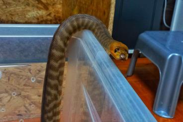 Schlangen kaufen und verkaufen Foto: 2.2 Woma Pythons (aspidites ramsayi) NZ 2017/18