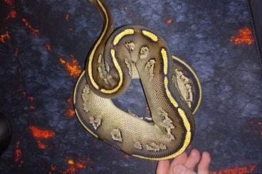 Pythons kaufen und verkaufen Photo: 0.1 Banana Ball Python, NZ 2014, 0.1 NZ 21; Phantom Bongo Yellowbelly 