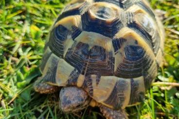 Tortoises kaufen und verkaufen Photo: Griechische Landschildkröten zu verkaufen