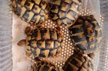 Landschildkröten kaufen und verkaufen Foto: Testudo hermanni boettgeri