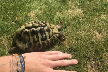 Schildkröten  kaufen und verkaufen Foto: 2 schöne griechische Landschildkröten männlich 6und 7 Jahre 