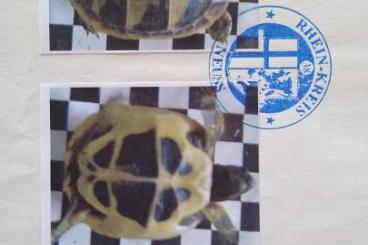 Tortoises kaufen und verkaufen Photo: Verkaufe Testudo hermanni aus NZ 2006