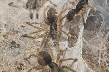 - bird spiders kaufen und verkaufen Photo: Psalmopoeus irminia und Neoholothele incei spiderlinge - bird spiders kaufen und verkaufen Photo: Psalmopoeus irminia und Neoholothele incei spiderlinge