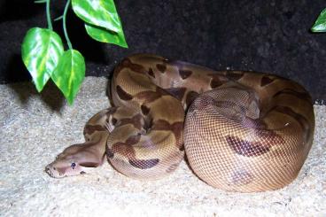 Boas kaufen und verkaufen Photo: Boa Constrictor Männchen, pastellfarben, abzugeben