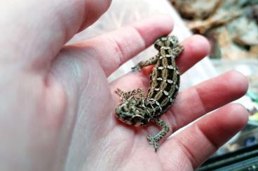 Geckos kaufen und verkaufen Foto: Hemidactylus and Eurydactylodes