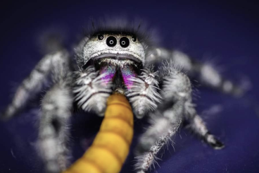 Spinnen und Skorpione kaufen und verkaufen Foto: Phidippus regius nordflorida