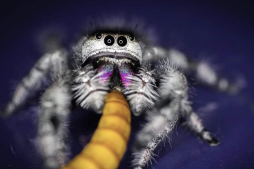 Spinnen und Skorpione kaufen und verkaufen Foto: Phidippus regius nordflorida Spinnen und Skorpione kaufen und verkaufen Foto: Phidippus regius nordflorida
