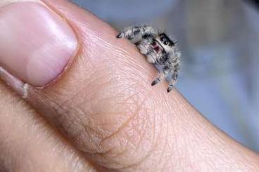 Spinnen und Skorpione kaufen und verkaufen Foto: Phidippus regius nordflorida