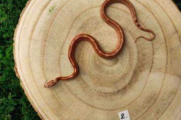 Schlangen kaufen und verkaufen Foto: Kornnattern Nachzuchten diverse Farbvarianten 