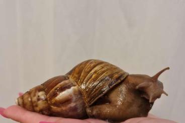 Mollusca kaufen und verkaufen Photo: Große Achatschnecken ( Ostafrikanische Riesenschnecken)