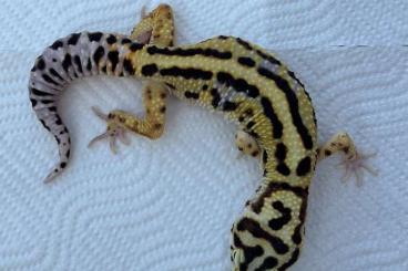Geckos kaufen und verkaufen Photo: 30% OFF on all Eublepharis macularius