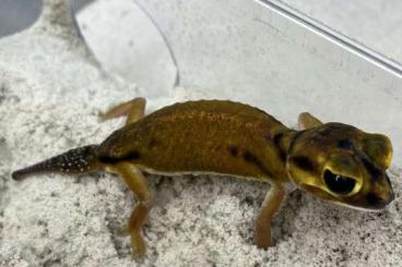 Geckos kaufen und verkaufen Photo: 0.1 Nephrurus laevissimus