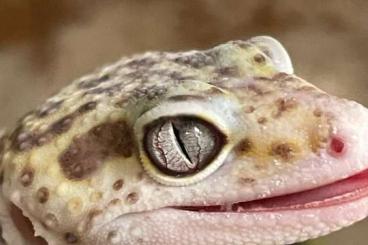 Geckos kaufen und verkaufen Foto: Leopardgecko Blizzard super Gigant 