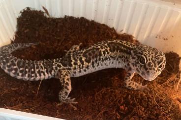 Geckos kaufen und verkaufen Foto: Leopardgecko Black Night Cross