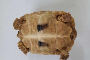 Landschildkröten kaufen und verkaufen Foto: Ägyptische Landschildkröte Testudo Kleinmani