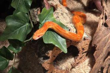 Colubrids kaufen und verkaufen Photo: Männliche Kornatter in liebe volle hände abzugeben inklusive Terrarium