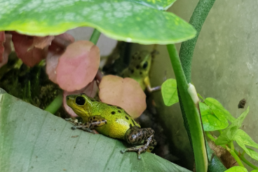 Poison dart frogs kaufen und verkaufen Photo: Biete grüne Oophaga pumilio NZ