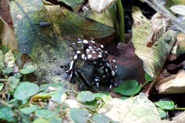 Poison dart frogs kaufen und verkaufen Photo: Biete Excidobates mysteriosus NZ