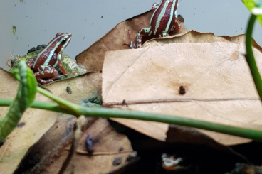 Poison dart frogs kaufen und verkaufen Photo: Biete Epipedobates anthonyi NZ