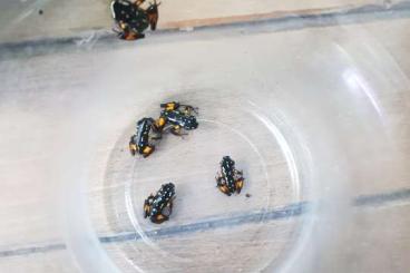 Poison dart frogs kaufen und verkaufen Photo: Biete E. mysteriosus, A.castaneoticus NZ Poison dart frogs kaufen und verkaufen Photo: Biete E. mysteriosus, A.castaneoticus NZ