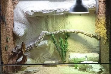 other lizards kaufen und verkaufen Photo: Stachelleguane mit Terrarium 300€