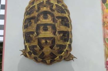Tortoises kaufen und verkaufen Photo: Testudo Hermanni Hermanni Corsica Tortoises kaufen und verkaufen Photo: Testudo Hermanni Hermanni Corsica