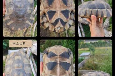Schildkröten kaufen und verkaufen Foto: Testudo Weissingeri pair productive. Schildkröten kaufen und verkaufen Foto: Testudo Weissingeri pair productive.