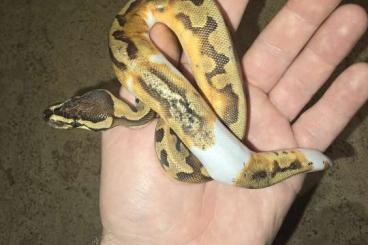 Ball Pythons kaufen und verkaufen Photo: Biete verschiedene Morphe
