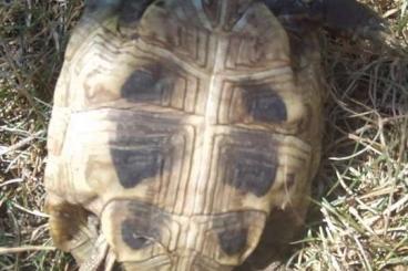 Landschildkröten kaufen und verkaufen Foto: Griechische Landschildkröten THB Weibchen und Männchen in Köln zu verk