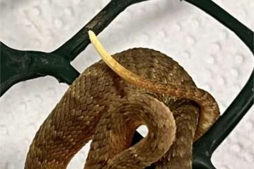 Venomous snakes kaufen und verkaufen Photo: Atheris squamigera NZ‘24     