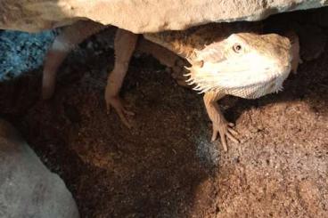 Bearded dragons kaufen und verkaufen Photo: Männliche Bartagame zu verkaufen 