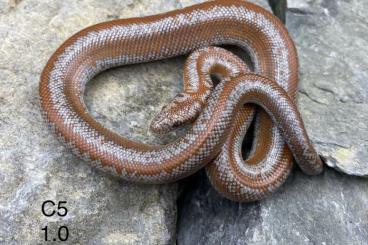 Snakes kaufen und verkaufen Photo: 2.0 Lichanura t. roseofusca het Limburg Albino Snakes kaufen und verkaufen Photo: 2.0 Lichanura t. roseofusca het Limburg Albino