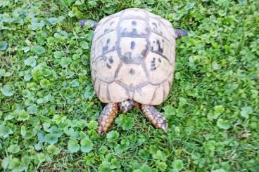 Landschildkröten kaufen und verkaufen Foto: Landschildkröte zu verschenken 