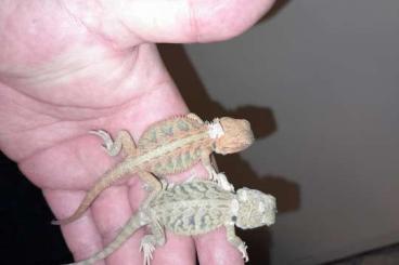 Bearded dragons kaufen und verkaufen Photo: Bartagame babys zu verkaufen 