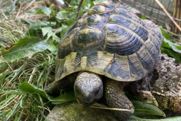 Landschildkröten kaufen und verkaufen Foto: Zwei charmante Griechen suchen neues Zuhause!