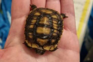 Schildkröten  kaufen und verkaufen Foto: Gelenkschildkröte Kinixys belliana zu Verkaufen