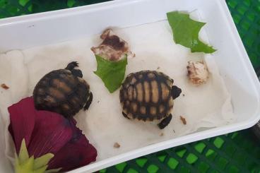 Landschildkröten kaufen und verkaufen Foto: Verkaufe Kinixys belliana Tropische Landschildkröten