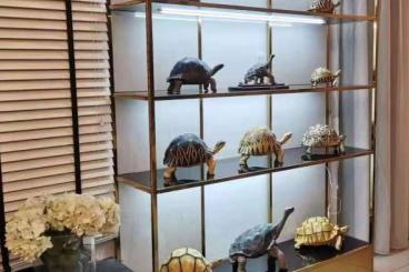 Schildkröten  kaufen und verkaufen Foto: Exclusive collector's editions of Herping