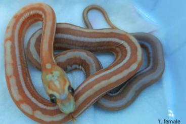 Snakes kaufen und verkaufen Photo: Pantherophis guttatus scelelles